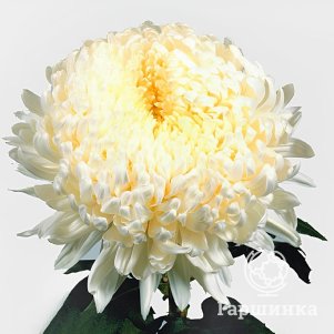 

Хризантема Фред Шуссмит тепл.