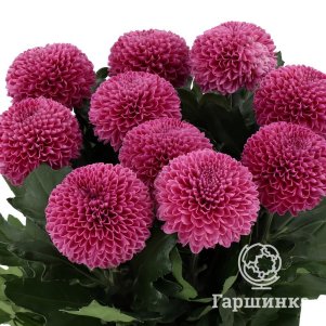 

Хризантема Густав тепл.