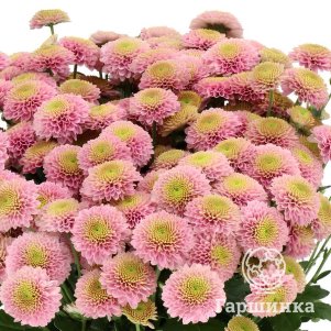 

Хризантема Дженни Пинк тепл.