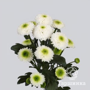 

Хризантема Маверик Вайт тепл.