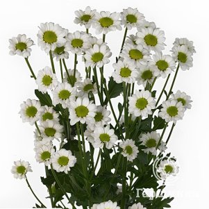 

Хризантема Ньяка Вайт тепл.