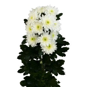

Хризантема Пастела Вайт тепл.