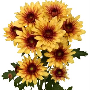 

Хризантема Подольск Еллоу тепл.