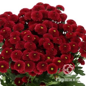 

Хризантема Пурпетта Ред тепл.