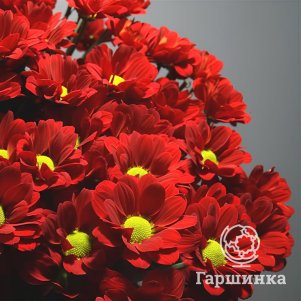 

Хризантема Редстарт тепл.