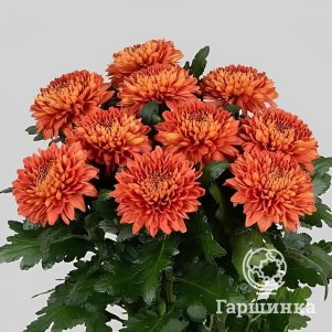 

Хризантема Туска тепл.