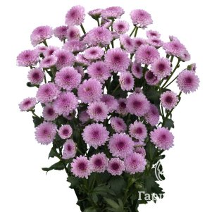 

Хризантема Тьоло Бико тепл.