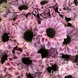 

Хризантема Инь Янь Пинк тепл.