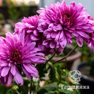 

Хризантема Тамалу Пепл горшечная