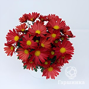

Хризантема Тамалу Ред горшечная