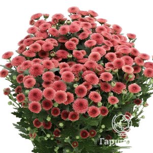 

Хризантема Калимеро Салмон горшечная