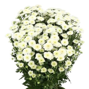 

Хризантема Калимеро Сноу горшечная