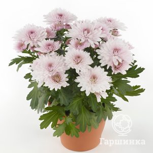 

Хризантема Кристал Бланш горшечная