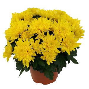 

Хризантема Кристал Канари горшечная