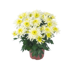

Хризантема Кристал Лемон горшечная
