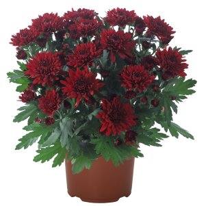 

Хризантема Кристал Ред горшечная
