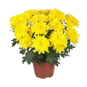 

Хризантема Кристал Солар горшечная