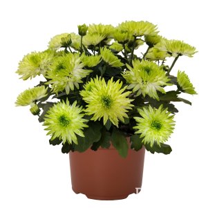 

Хризантема Кристал Сублим горшечная