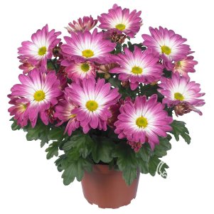 

Хризантема Рейнбоу Пинк Секрет горшечная