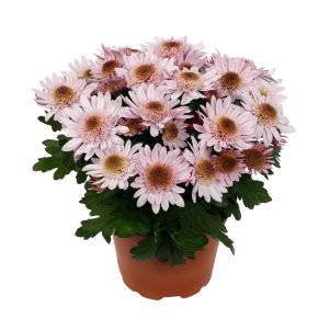 

Хризантема Сантейст Пинк горшечная