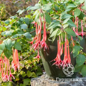 

Фуксия Пур Ле Меннек