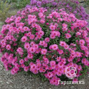 Астра Вибрант Дом новобельгийская 600₽