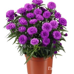 Астра Шоумейкер Претти Пинк новобельгийская 600₽