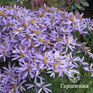 Астра очитколистная 600₽