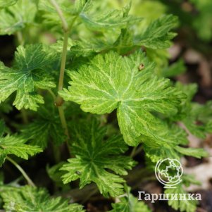 Герань Маргарет Вильсон бурая 600₽