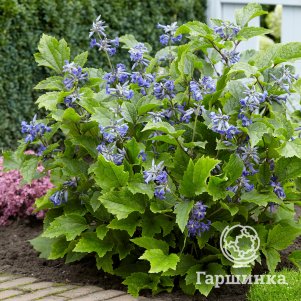 Клематис Нью Лав 3 600₽