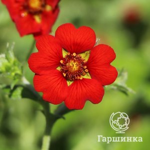 Лапчатка кроваво-красная 600₽