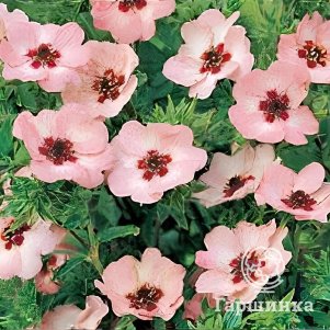 Лапчатка Хопвуда 600₽