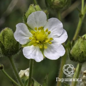 Лапчатка скальная 600₽