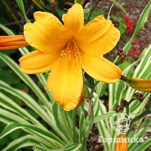 Лилейник Голден Зебра 600₽