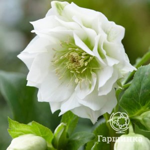 Морозник Вайт Споттид Дабл восточный 600₽