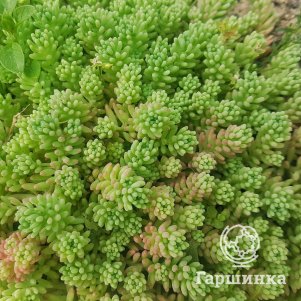 Очиток седум шестирядный 600₽