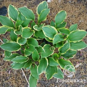 Хоста Абба Дабба Ду L 600₽