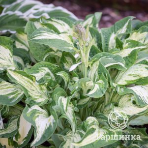 Хоста Аллеган Фог XL 600₽