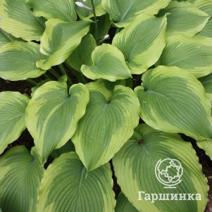 Хоста Американ Айкон L 600₽