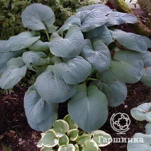 Хоста Блэк Джек L 600₽