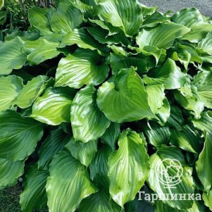 Хоста Айриш Лак XL 600₽