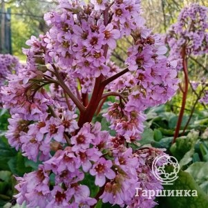 

Бадан сердцелистный