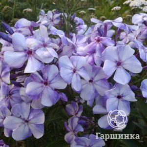 Флокс Гжель