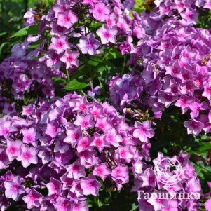 

Флокс Дымчатое суфле