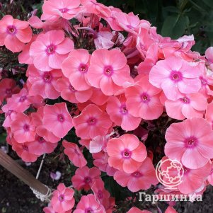 

Флокс Лариса