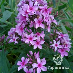 Флокс Морской петух