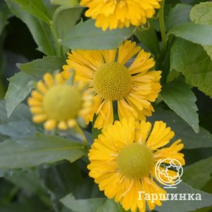 Гелениум Дабл Трабл