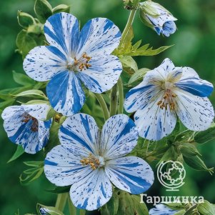 

Герань садовая Сплиш Сплеш