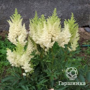 

Астильба Арендса Вайс Глория