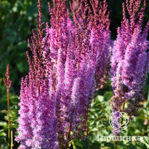 

Астильба китайская Суперба